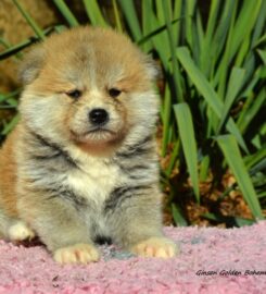 Akita Inu s PP