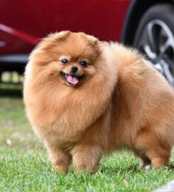 Pomeranian s PP