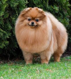 Pomeranian s PP