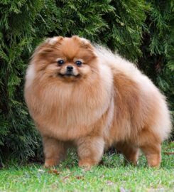 Pomeranian s PP