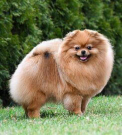 Pomeranian s PP