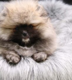 Pomeranian fenka s PP