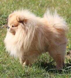 Pomeranian