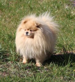 Pomeranian