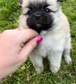 Pomeranian