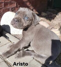 Predam Cane Corso s PP