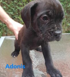 Predam Cane Corso s PP