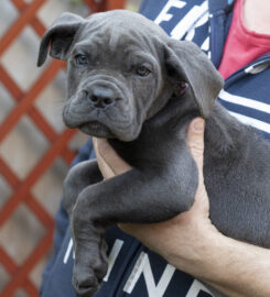 Cane Corso s PP