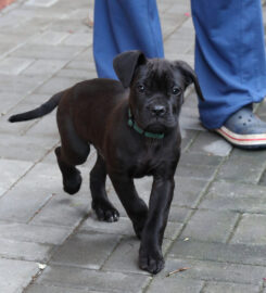 Cane Corso s PP