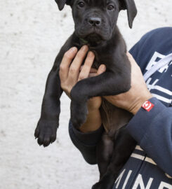 Cane Corso s PP