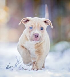 American Bully XL