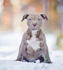 American Bully XL