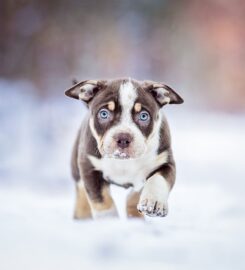 American Bully XL