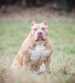 American Bully XL