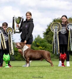 American Bully XL