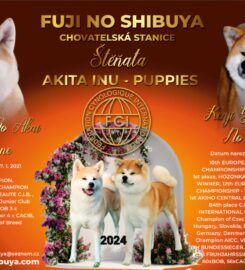 Akita Inu  štěňátka s PP